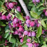 Malus prunifolia. Часть ветви с плодами. Волгоград, Тракторозаводской р-н, пос. Латошинка. 04.09.2024.