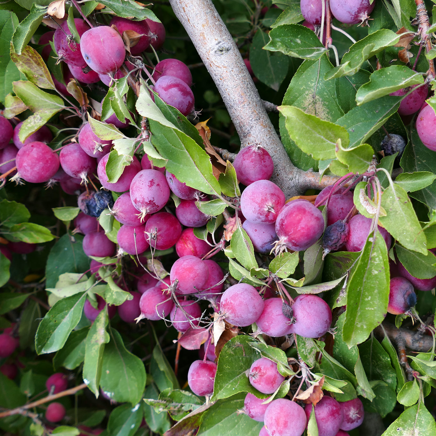 Изображение особи Malus prunifolia.