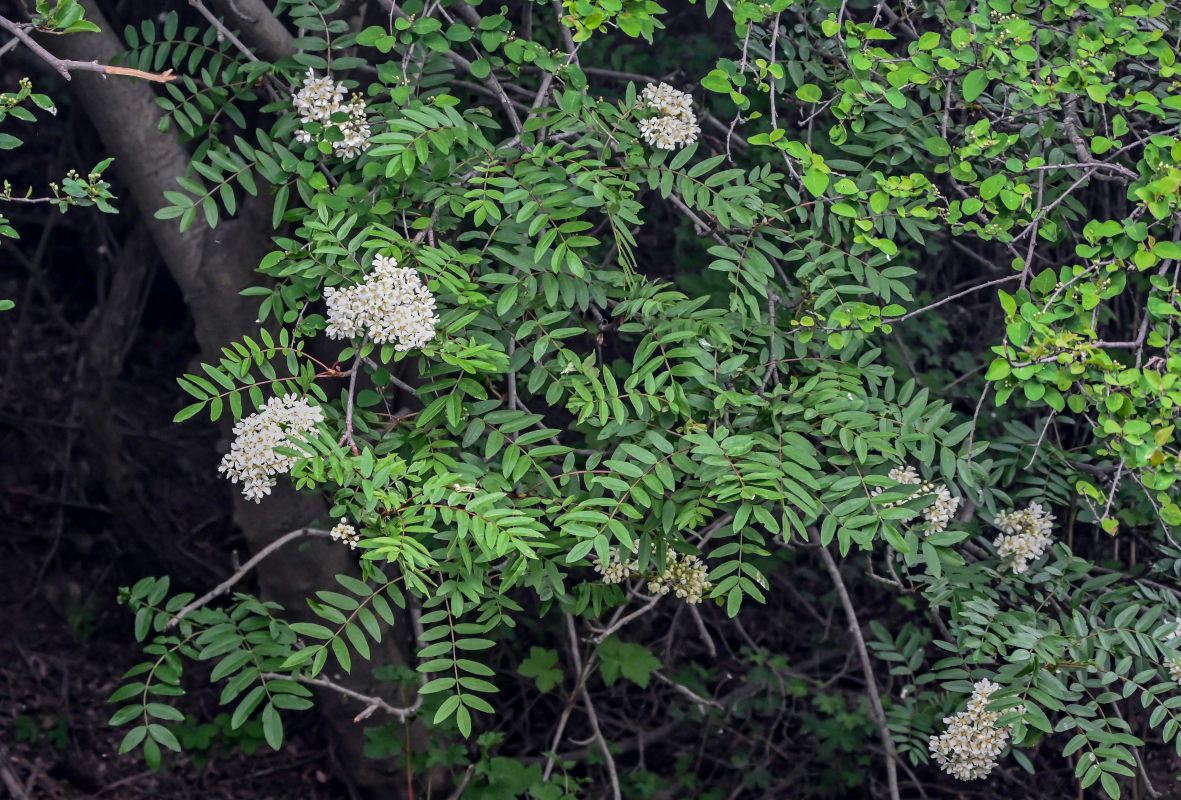 Изображение особи Sorbus tianschanica.