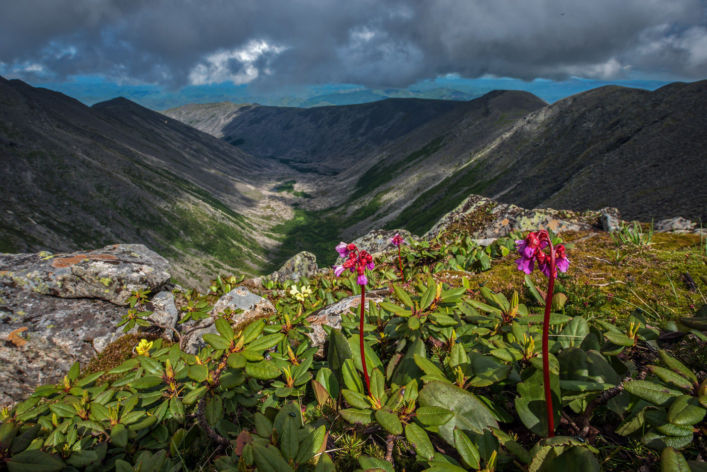 Изображение особи Bergenia pacifica.