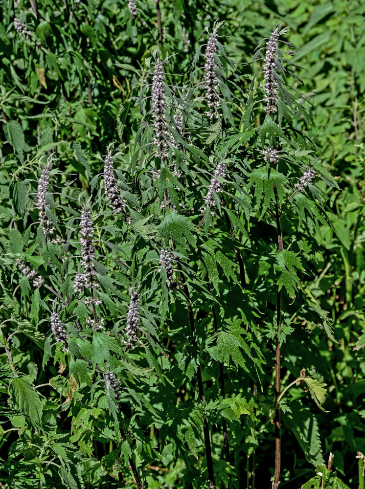 Image of Leonurus quinquelobatus specimen.