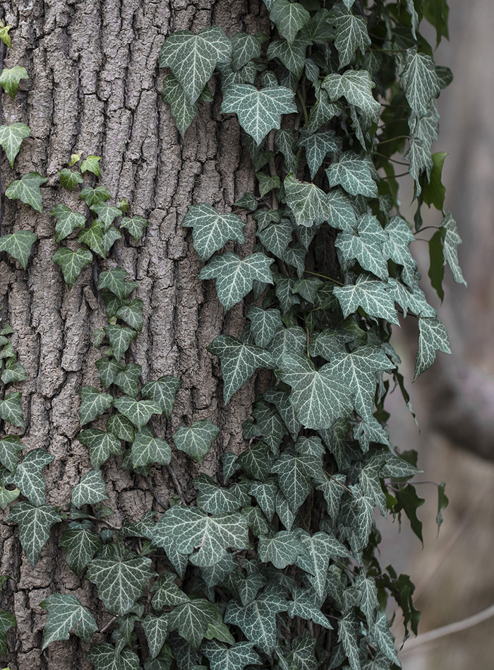 Изображение особи Hedera helix.