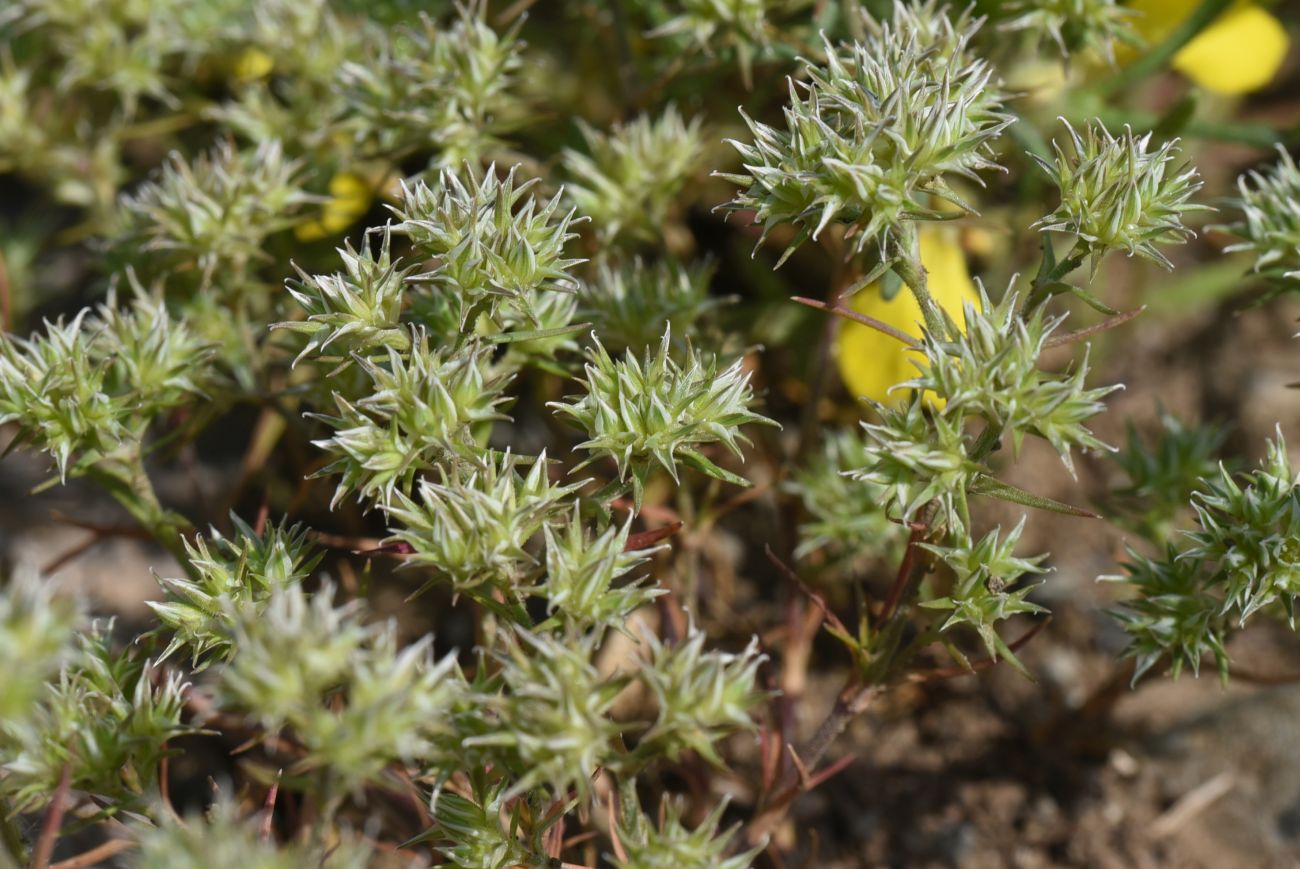 Image of Queria hispanica specimen.