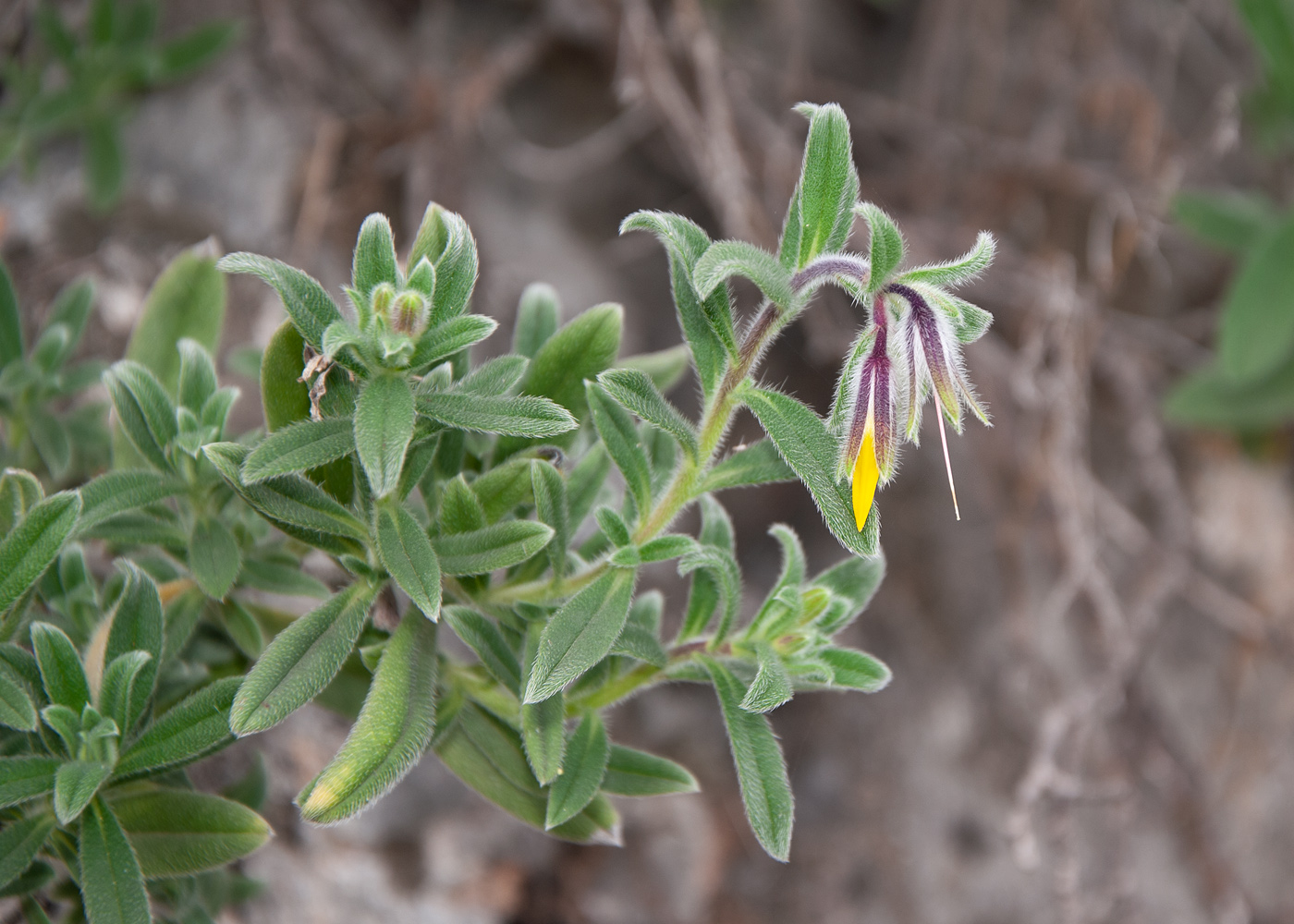 Image of genus Onosma specimen.