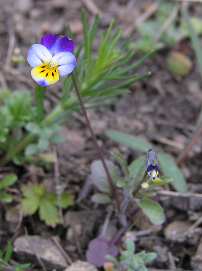 Image of Viola hymettia specimen.