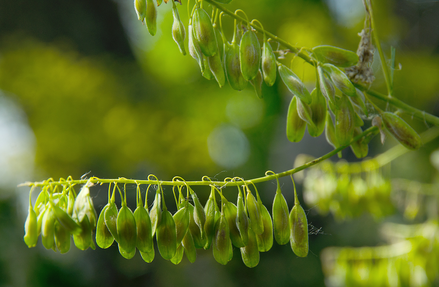 Изображение особи Isatis tinctoria.