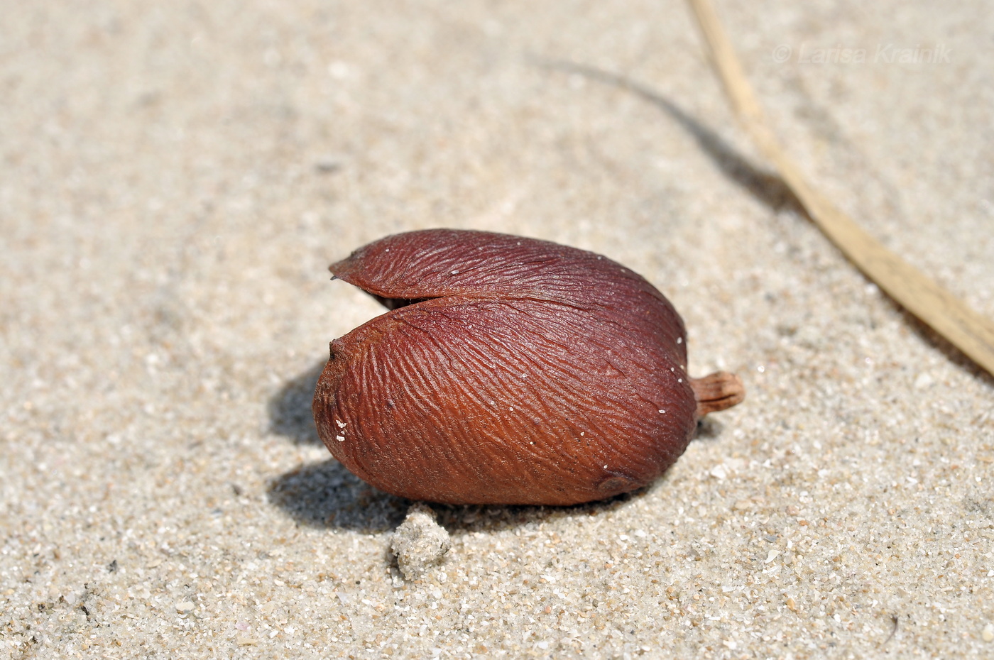 Изображение особи Connarus paniculatus.
