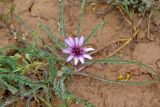 Tragopogon marginifolius