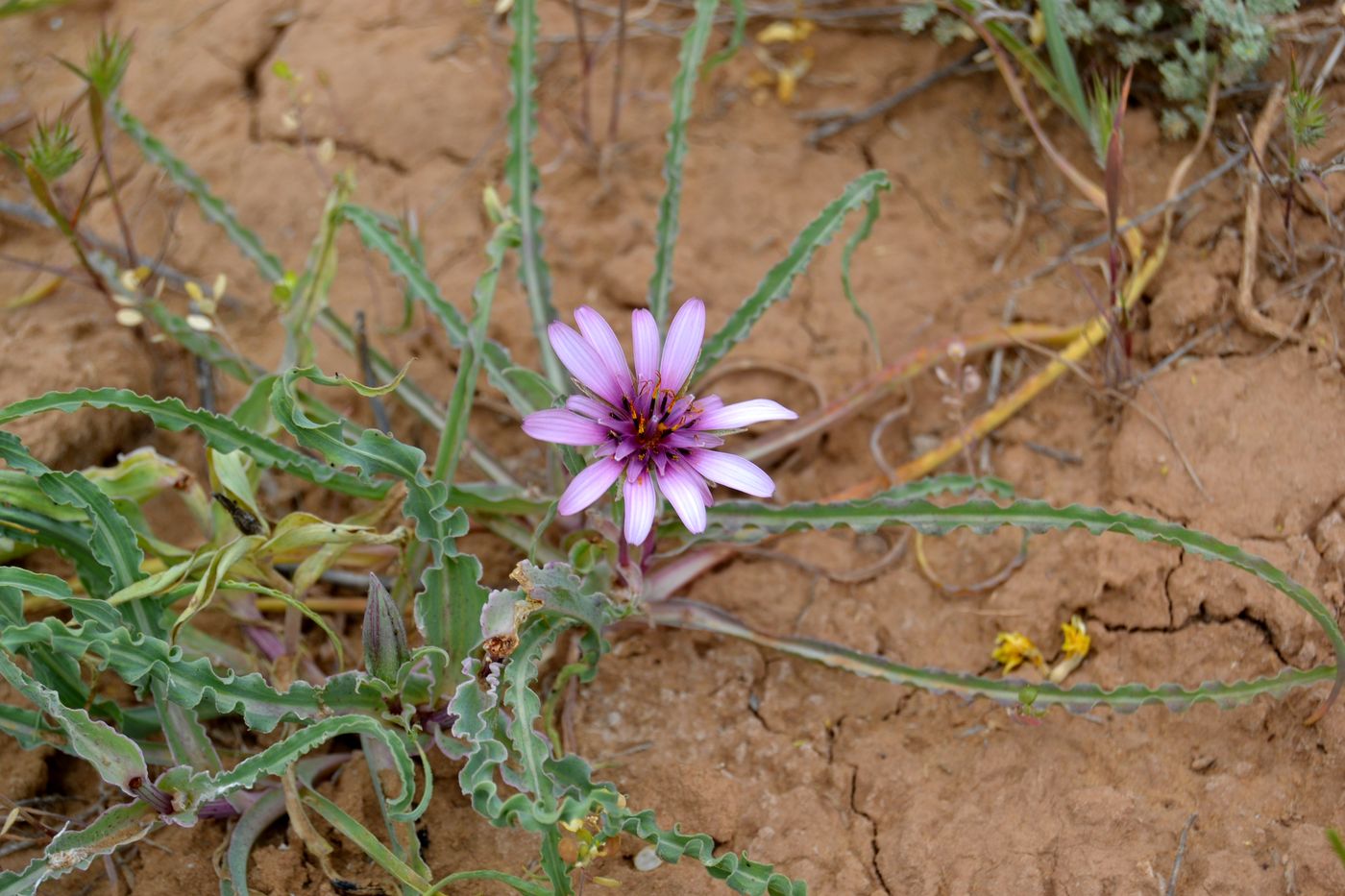 Image of Tragopogon marginifolius specimen.
