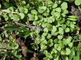 Aizopsis baicalensis. Проростки. Красноярский край, Ермаковский р-н, пос. Танзыбей, у фундамента здания. 17.05.2026.