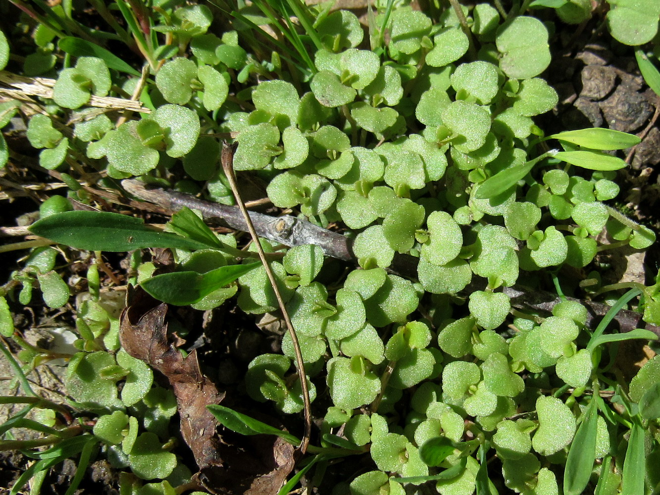 Image of Aizopsis baicalensis specimen.