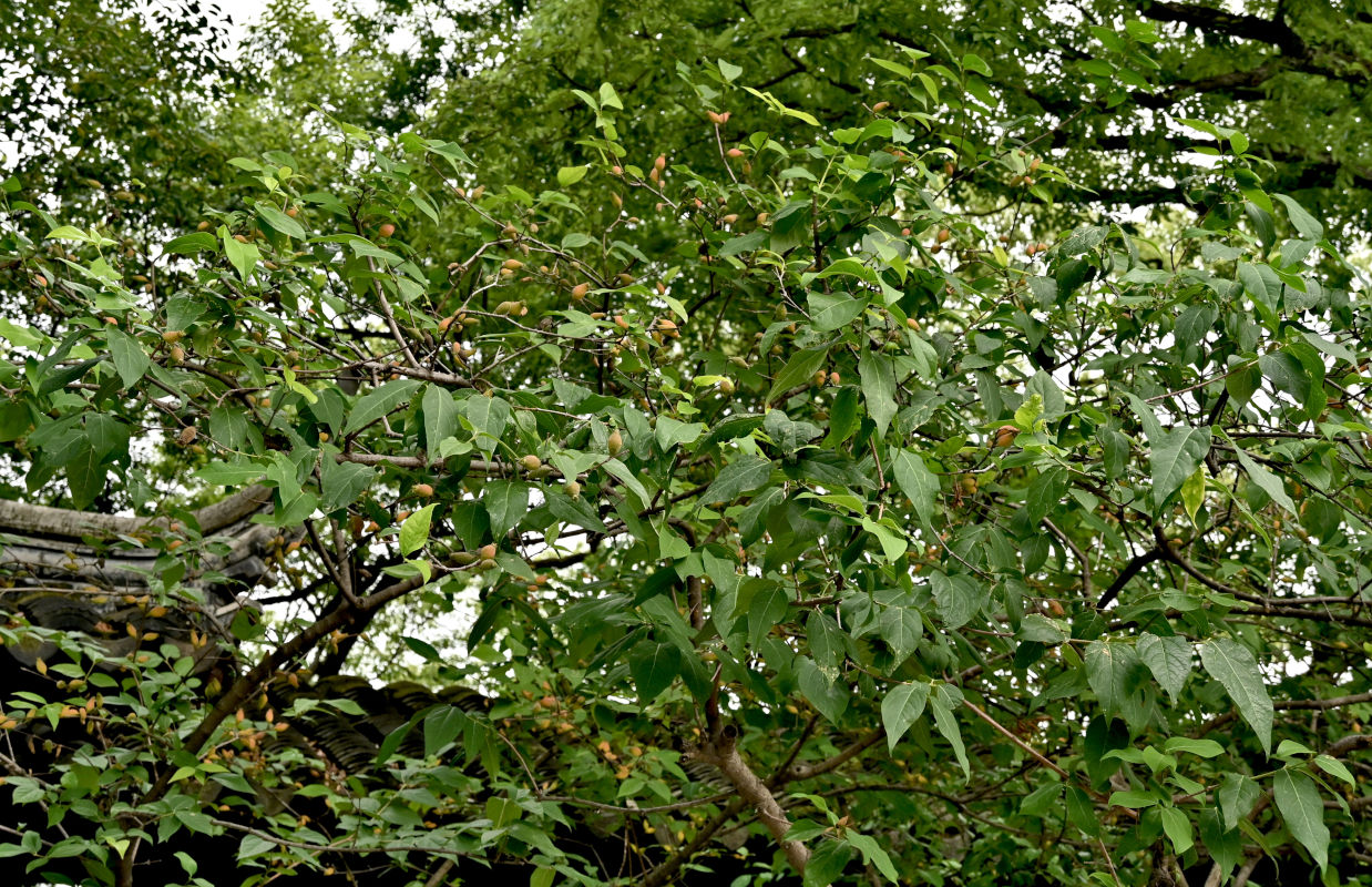 Image of Chimonanthus praecox specimen.