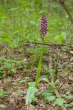 Orchis purpurea подвид caucasica. Цветущее растение. Краснодарский край, Крымский р-н, окр. станицы Неберджаевская, ур. Темрючки, буково-грабово-дубовый лес. 13.05.2026.