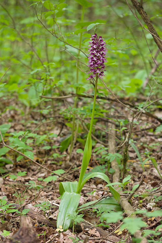 Изображение особи Orchis purpurea ssp. caucasica.