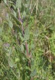 Lythrum salicaria. Средняя часть растения с формирующимися соцветиями. Испания, Каталония, пров. Жирона, комарка Баш Эмпорда, муниципалитет Пальс, залежь на рисовом чеке. 07.06.2026.