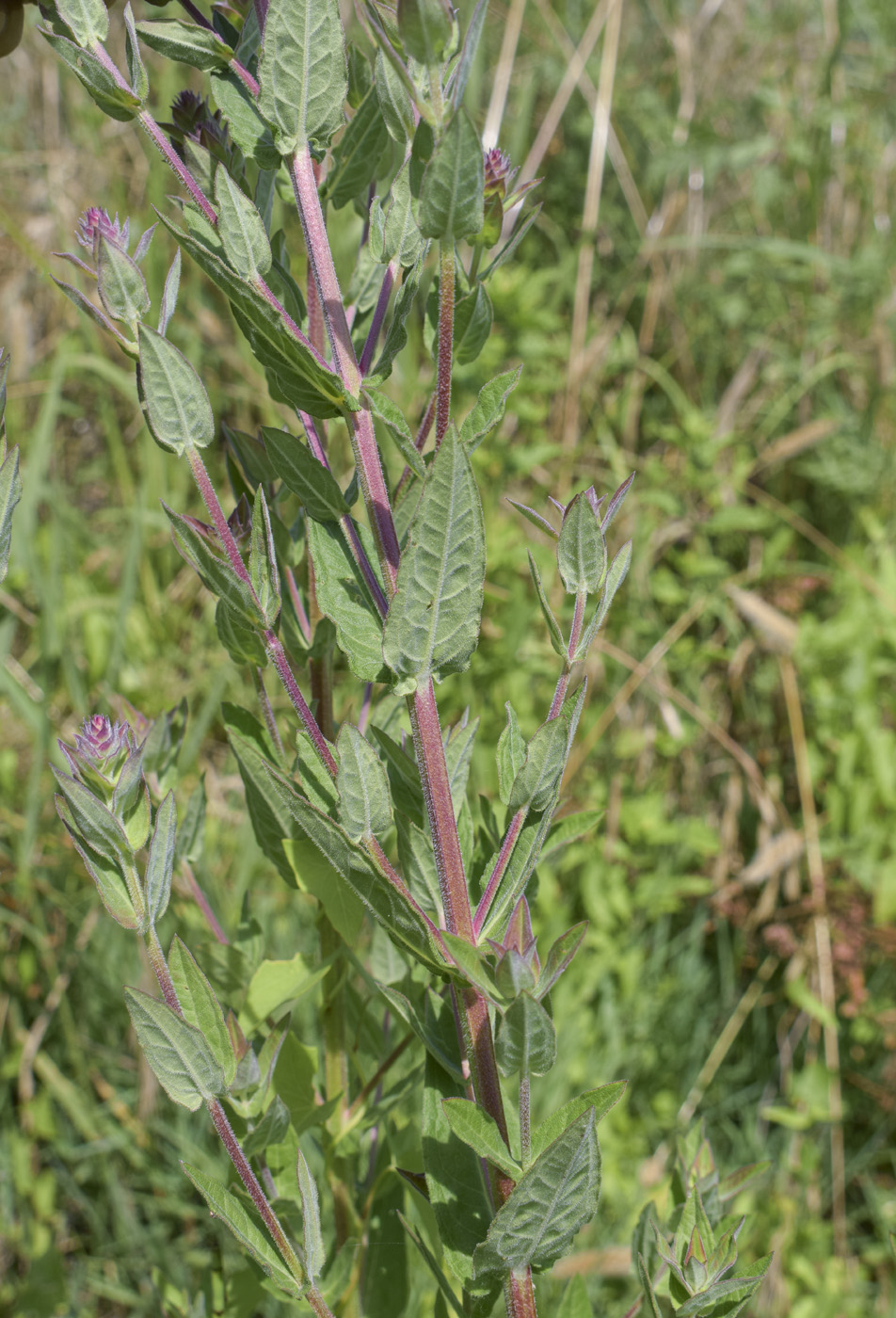Изображение особи Lythrum salicaria.