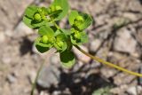 род Euphorbia