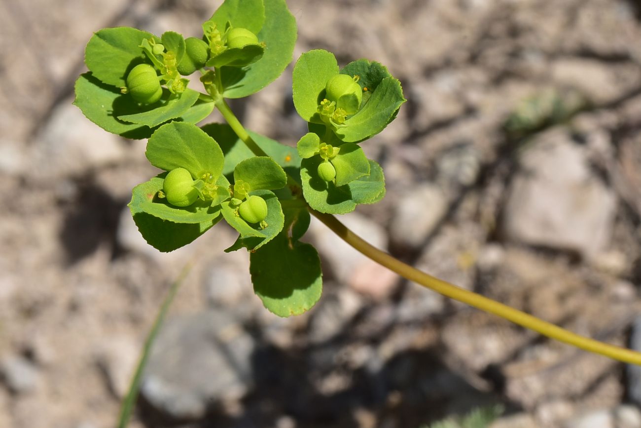 Изображение особи Euphorbia helioscopia.