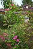 genus Clematis
