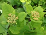 Spiraea betulifolia. Верхушки побегов с соцветиями с бутонами. Хабаровский край, окр. г. Комсомольск-на-Амуре, опушка смешанного леса. 08.06.2026.