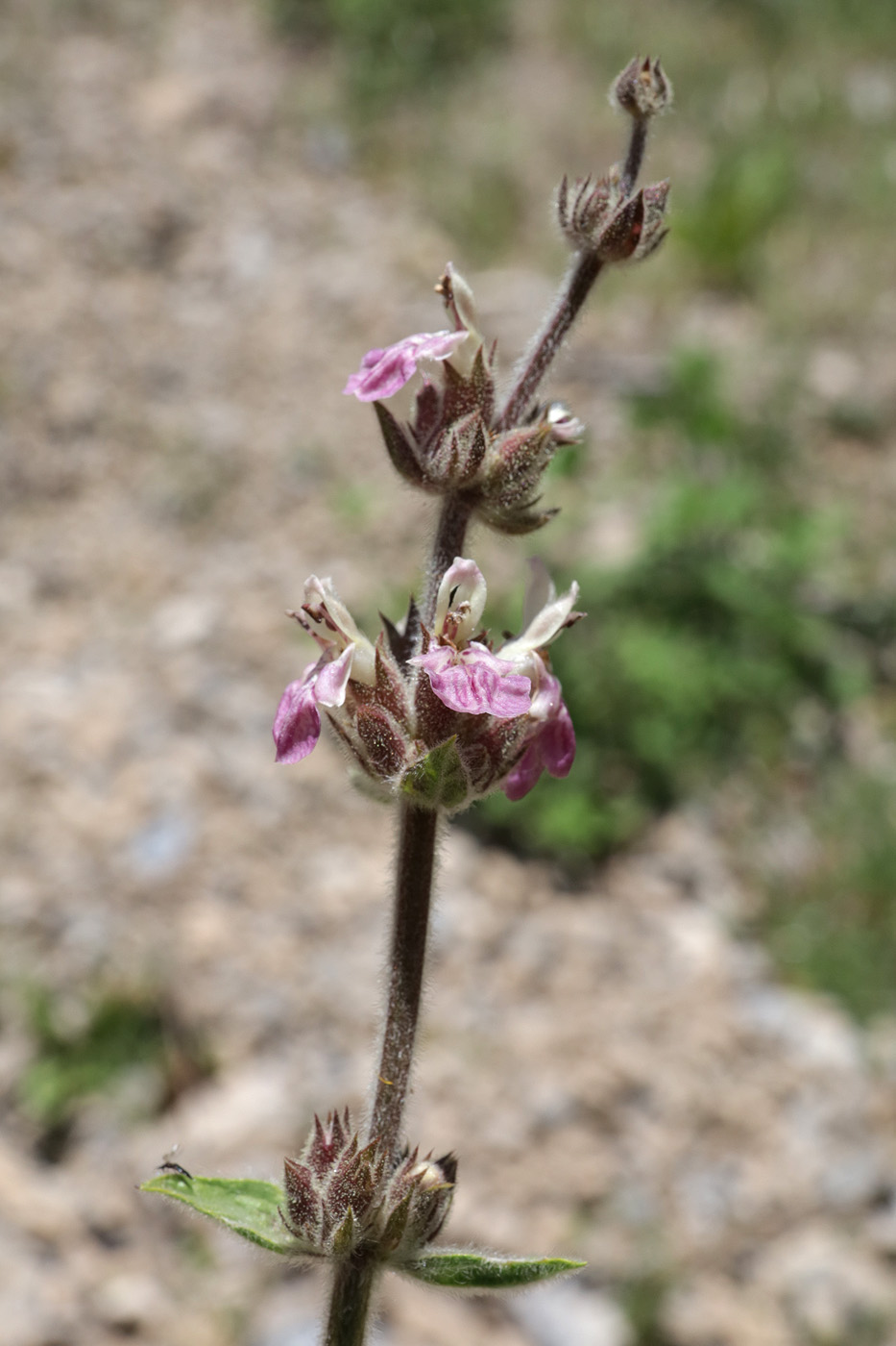 Изображение особи Stachys hissarica.