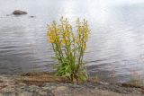 Solidago virgaurea subspecies lapponica. Цветущее растение. Мурманская обл., окр. г. Мурманск, в расщелине скалы, на берегу озера. 18.07.2026.
