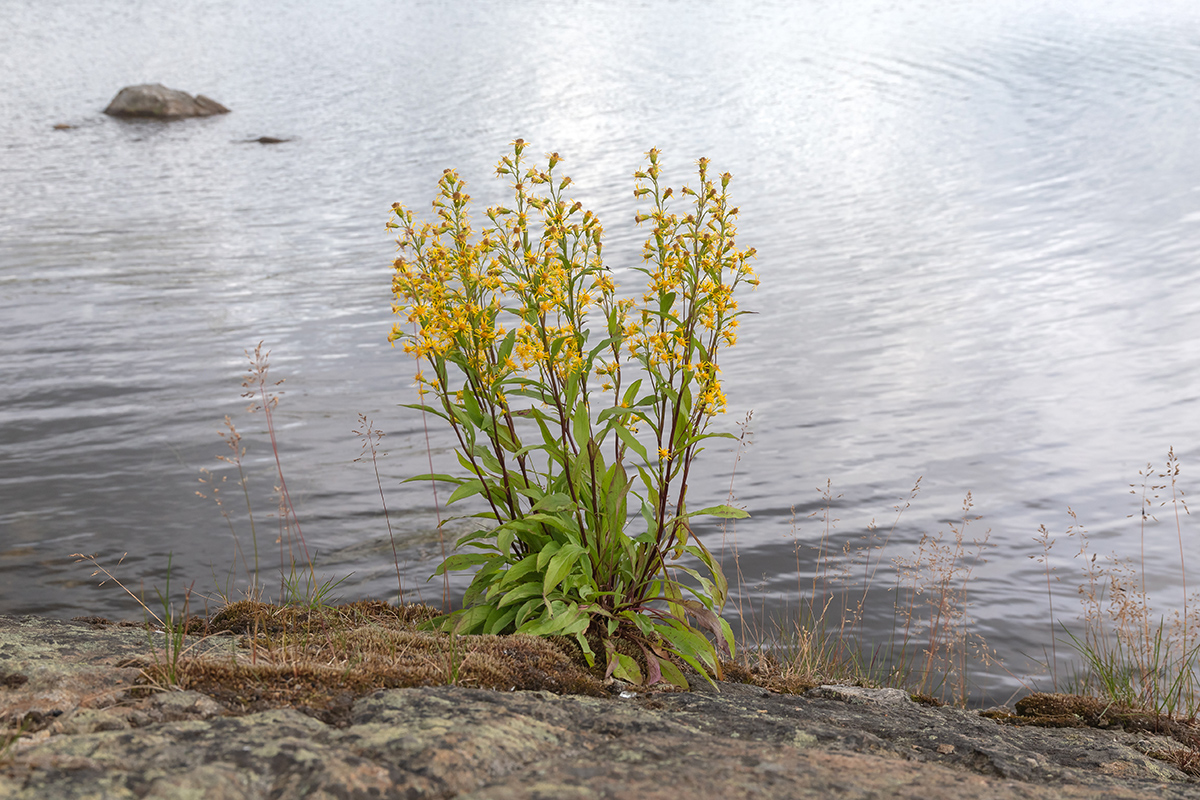 Image of Solidago virgaurea ssp. lapponica specimen.