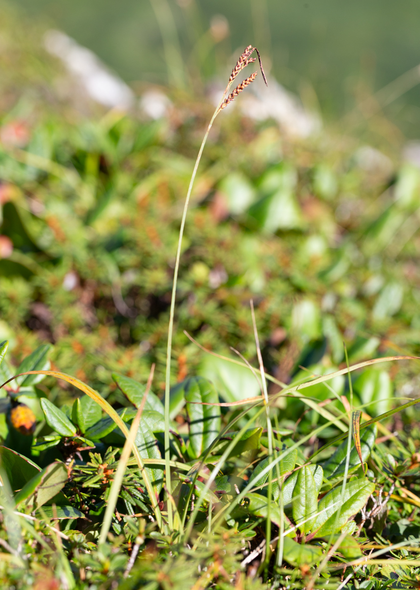 Image of Carex rigidioides specimen.