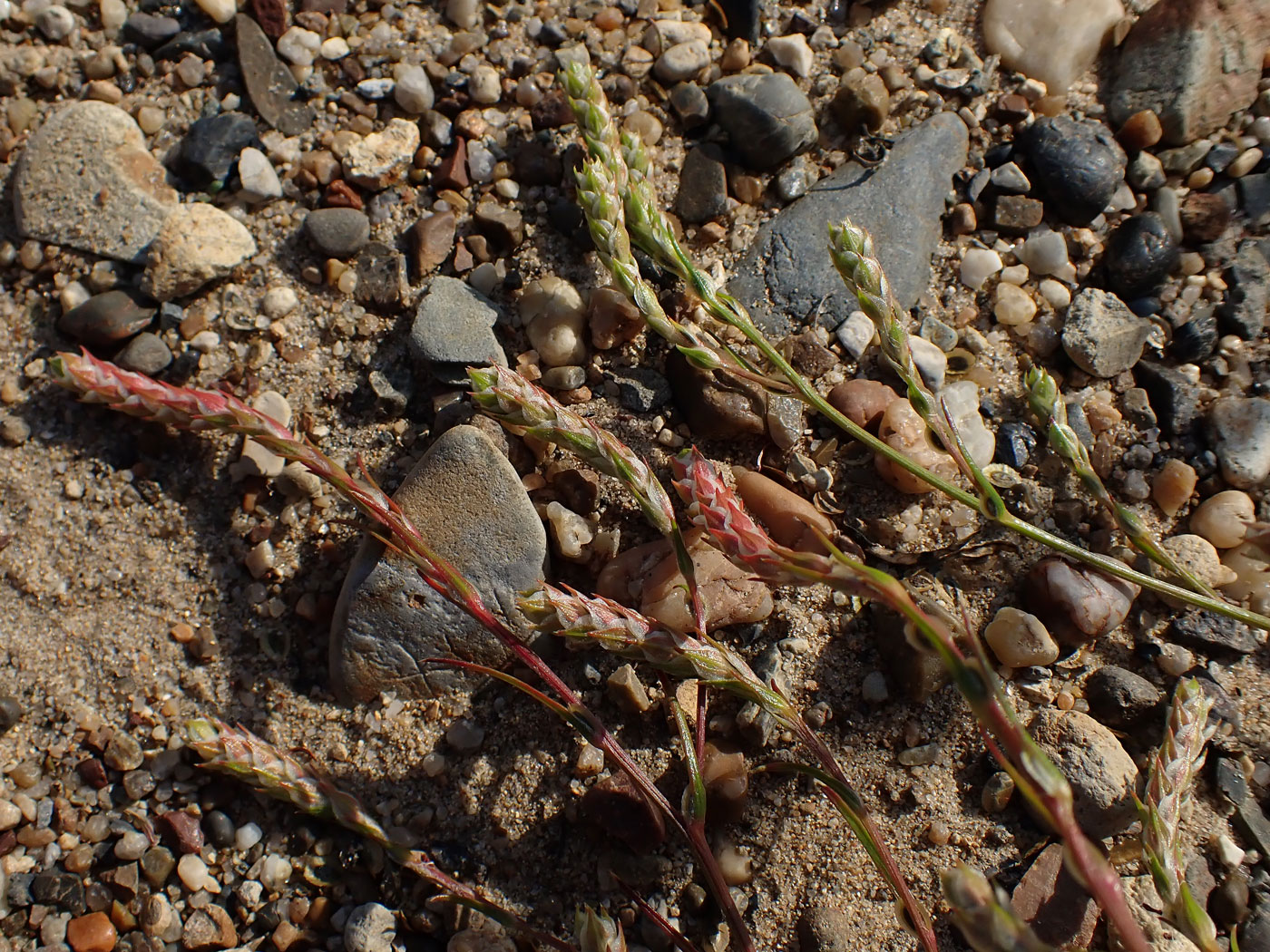 Image of genus Corispermum specimen.