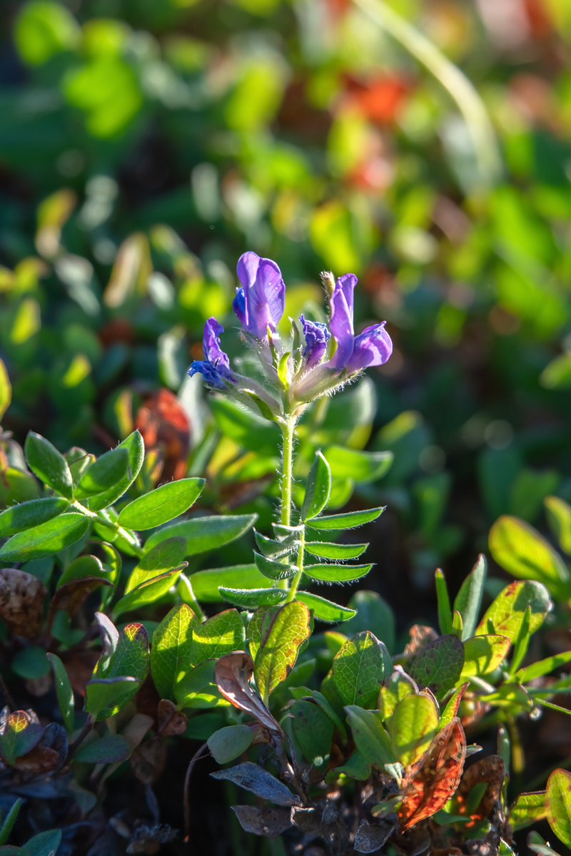 Изображение особи род Oxytropis.