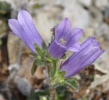 Campanula lingulata