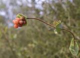 Lonicera implexa