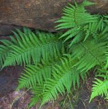 род Dryopteris