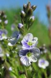 Veronica serpyllifolia