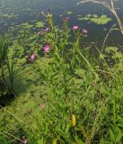 Epilobium hirsutum