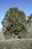 Juniperus seravschanica. Крона взрослого дерева. Узбекистан, Чаткальский биосферный заповедник, ущ. Башкызылсай, правый гребень. 20.03.2011.