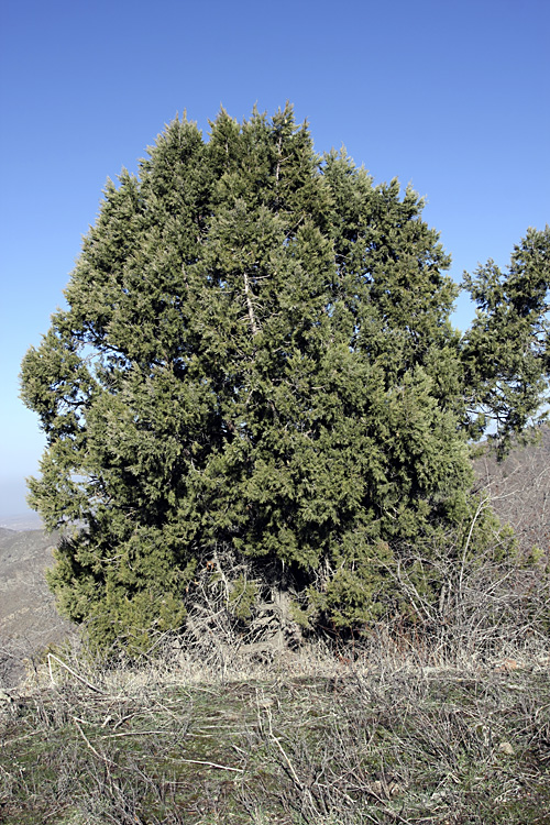 Изображение особи Juniperus seravschanica.