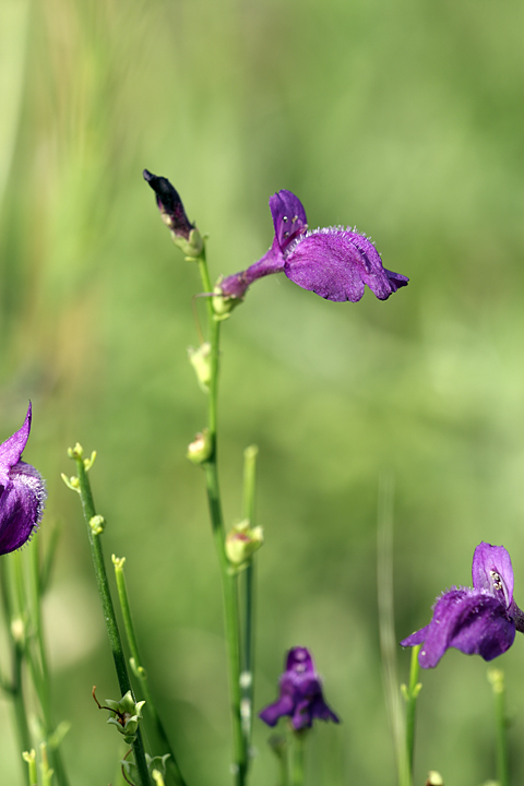 Изображение особи Dodartia orientalis.