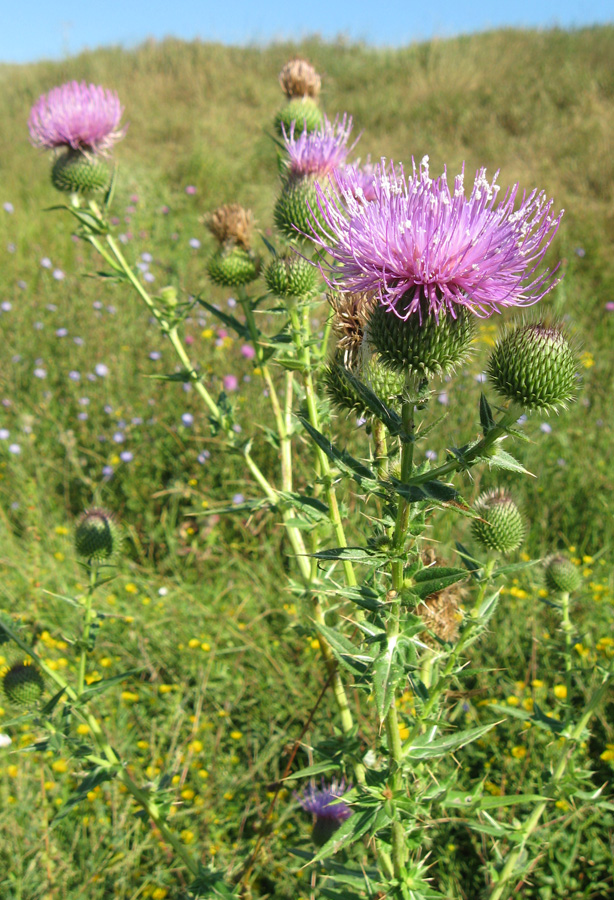 Изображение особи Cirsium ukranicum.