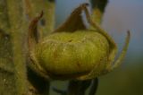 Althaea taurinensis