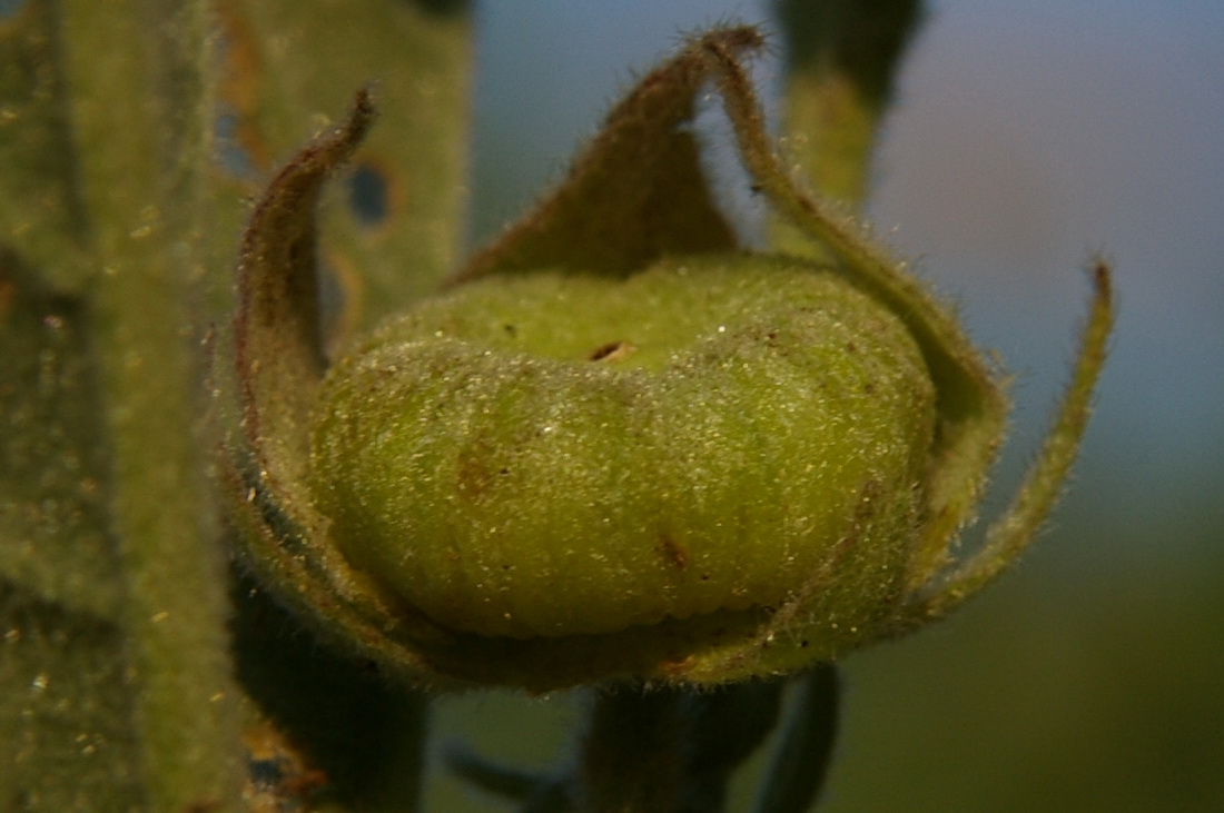 Изображение особи Althaea taurinensis.