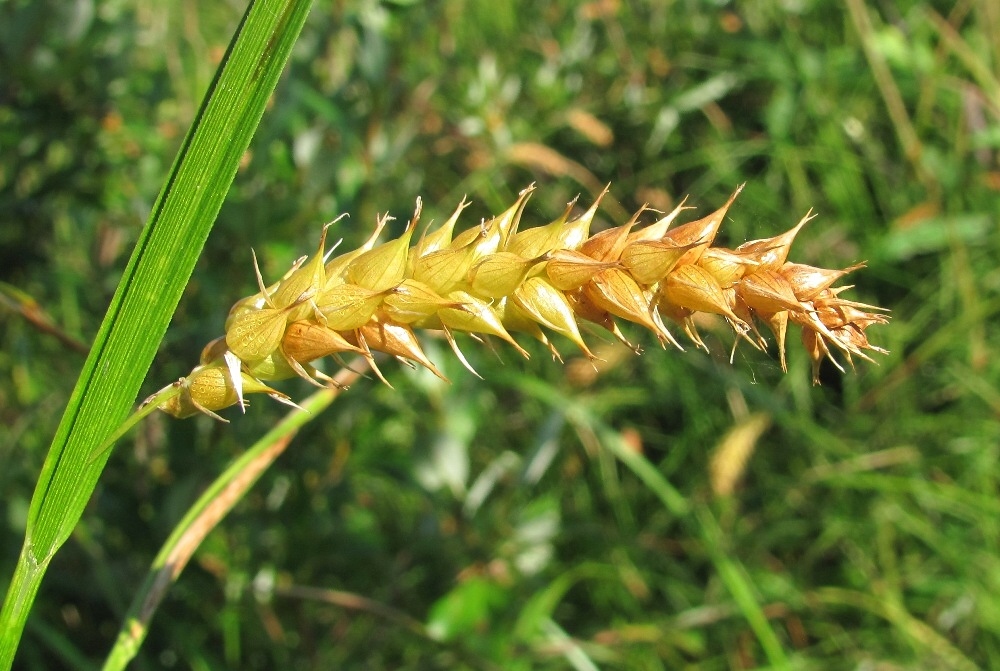 Изображение особи Carex vesicaria.