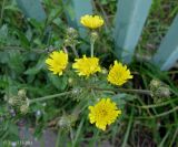 Picris hieracioides. Общее соцветие. Украина, Киев, Южная Борщаговка, ул. Булгакова. 2 июля 2011 г.