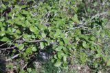 Cotoneaster tauricus. Ветвь с цветками. Крым, гора Чатыр-Даг (нижнее плато). 02.05.2011.