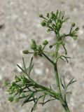 Cyclospermum leptophyllum