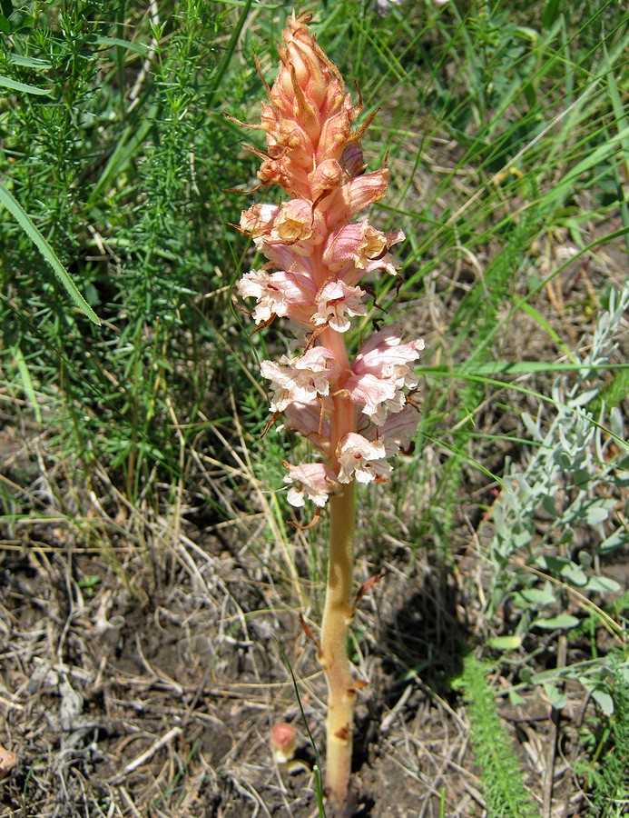 Image of Orobanche alba specimen.