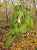 Euonymus verrucosus. Ветвь с плодами. Татарстан, г. Бавлы. 09.10.2011.