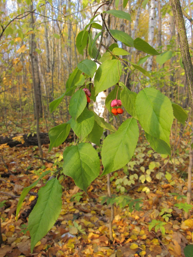 Image of Euonymus verrucosus specimen.