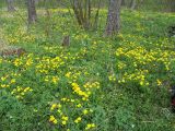 Ranunculus cassubicus