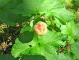 Rubus chamaemorus. Развивающийся (незрелый ) плод. Ярославская обл., Некоузский р-н, окр. д. Кашеварка, облесенное сфагновое болото. 23.06.2011.